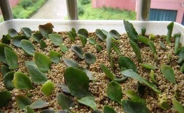  「搞定」4种一插就活的花，一片叶子就搞定，方法简单容易上手