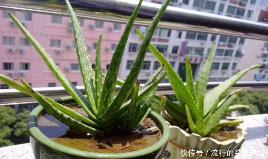 「冒芽」不会养芦荟,记住几个技巧,一年长到爆盆,叶片肥厚,呼呼冒芽