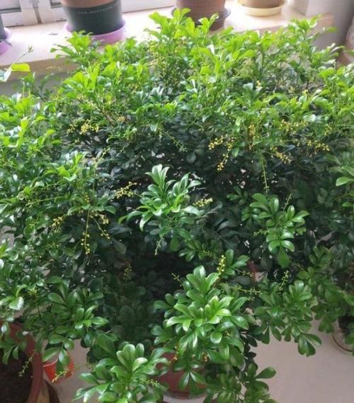  [芦荟]这10种绿植比'空气净化器'好用，好看又好养，家居盆栽首选