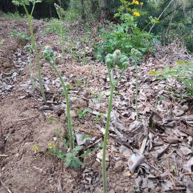 「山野菜」东北大山里的山野菜,你见过的有几种,能说出来吗