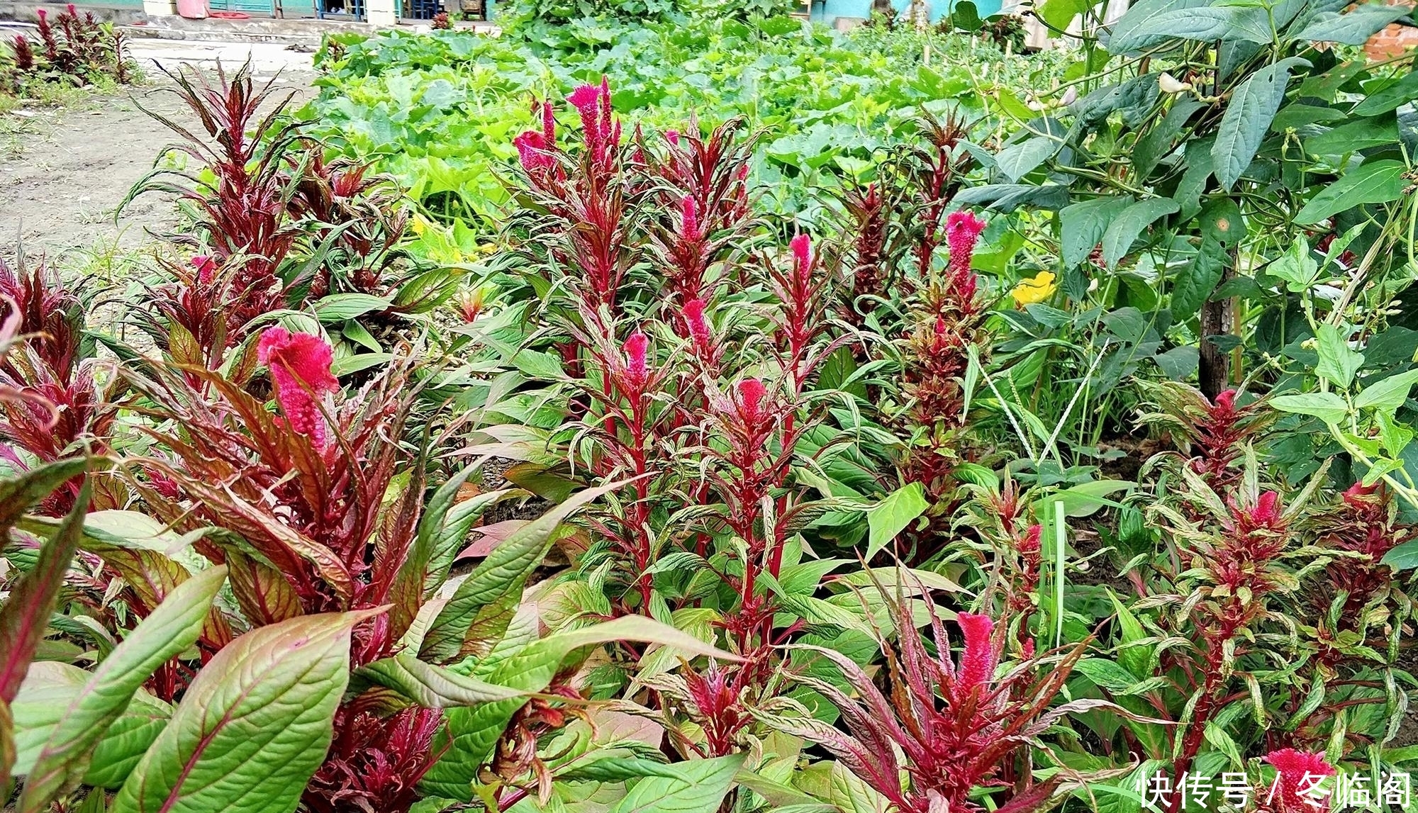  出名@以前农民见到就除，因花似鸡冠而出名，却少有人知它是稀罕