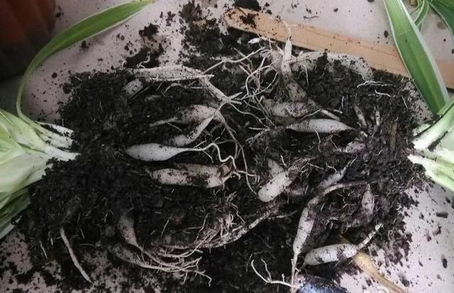  ＂x＂:＂0＂在家自制壮根水，7天浇一次，养出白胖萝卜根！