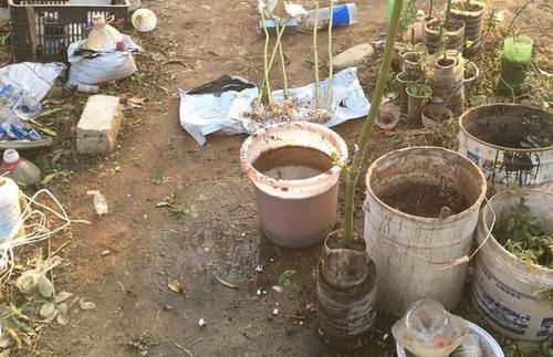  『小区』厚着脸皮在小区垃圾堆捡了一堆蝴蝶兰，可香了，捡花的毛病难改