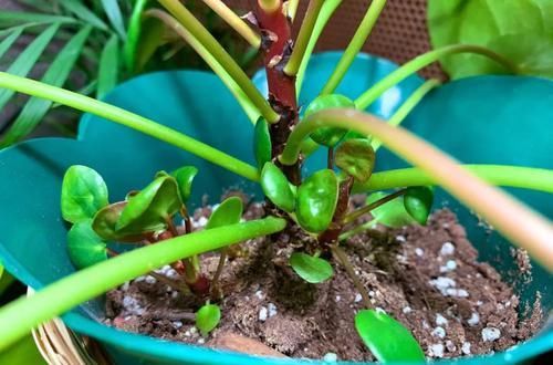  【散射光】盆栽养的镜面草不断长侧芽，水培和分株繁殖很多盆，幼苗特可爱
