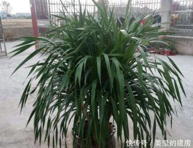  【土壤】龙须树正确换盆缓苗的方法，换完叶片不打蔫，植株更精神