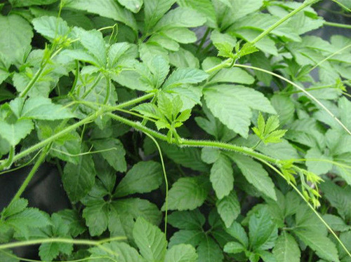 农村被称“长寿草”的野草，如今市场100元一斤