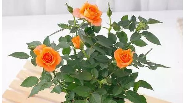  [生长]有一盆栽的玫瑰花,要怎么养?