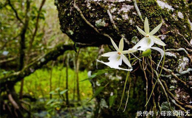 全球最贵兰花形似翻转青蛙，在世界最高山被发现，价值1500万