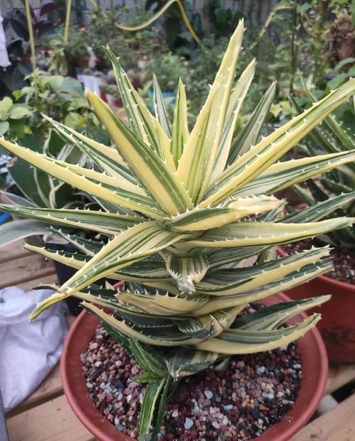  #自然而然#养芦荟太简单，“跟上”2方面，自然而然爆侧芽，轻轻松松挤爆盆