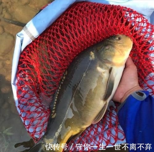 #钓到#除了罗非和清道夫,这5种鱼也是外来鱼种,钓到别轻易流放