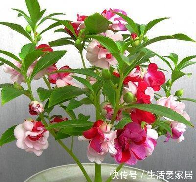  【较高】喜欢在家中养护花卉，就选择花开五颜六色，开花量繁多的花卉