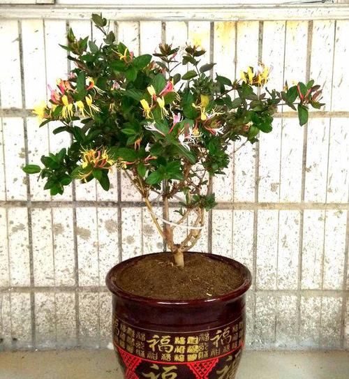  泡水@金银花的小妙用，秋天栽棵金银花，明年就开花，还能泡水喝