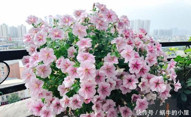  #扦插#这一种花，一年开200天，一盆开99朵，可播种可扦插，好养又省钱