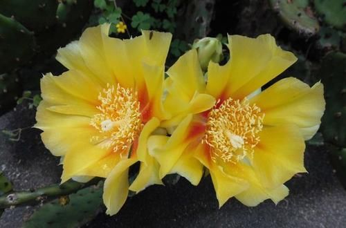  「光照」喜欢在家中养护花卉，就选择5种花卉，花色艳丽，花期长，非常美