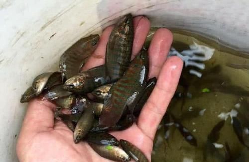罗非鱼:这种鱼多在臭水沟、颜色鲜丽,且煮不烂,广州人叫做“花手巾”