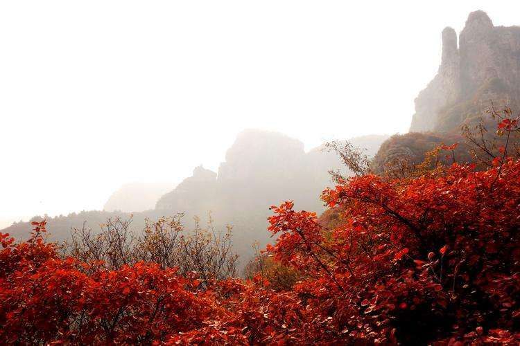 整个红叶已经染红了太行山，又到了观赏枫叶的时间