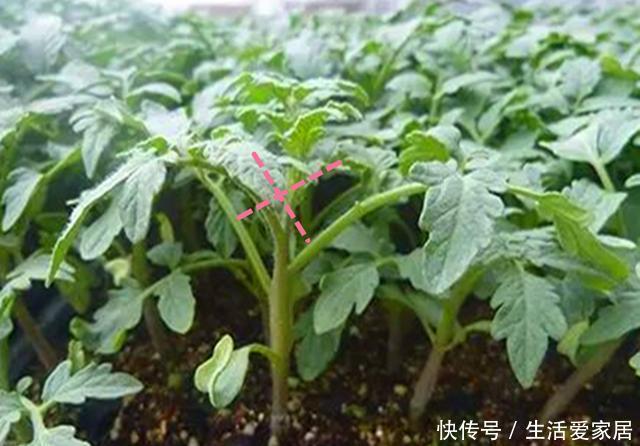 『营养』盆栽西红柿不开花不结果?是3点没做好,做好硕果累累美味营养