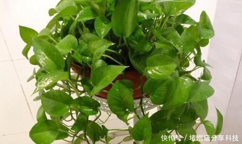  「绿萝」家里油烟机的废油别再丢了，用它养绿萝，叶片长得又多又亮