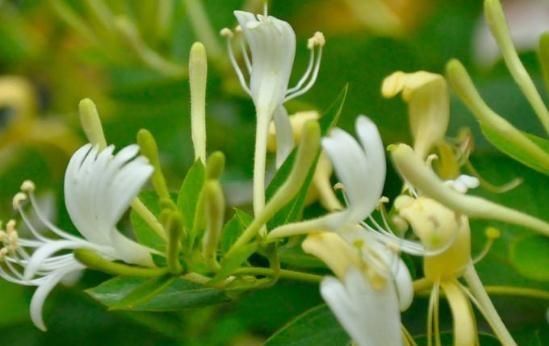  不见|金银花“不见花”？那是少了“它”，花苞一串串，花开一片金黄