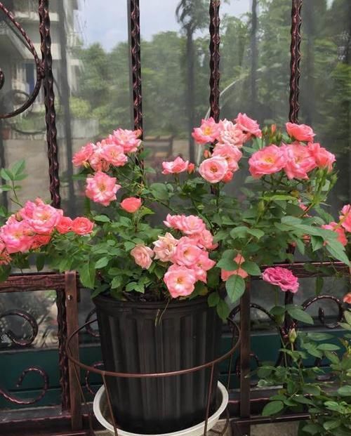  『玫瑰』此木本植物“迷你玫瑰”，植株低矮，花苞多，四季开花，养护容易