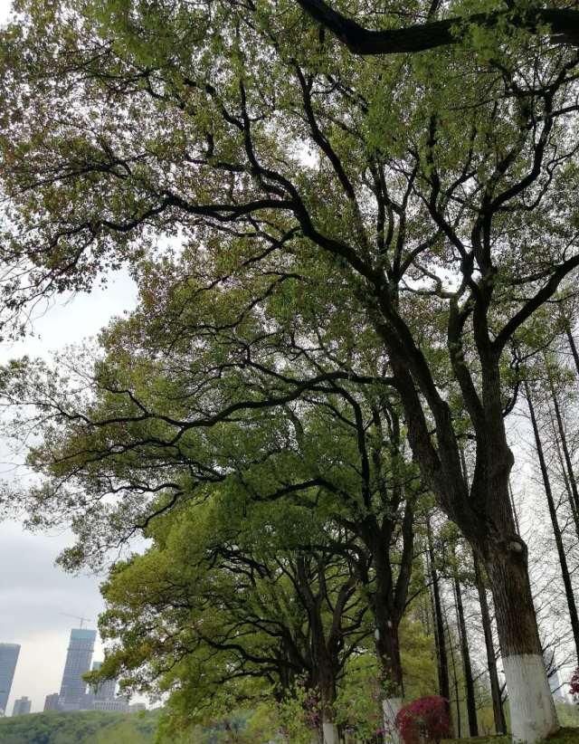  『如说』早春穿搭风向∣春天已经来了，如果不能出门踏春，那便把春天“穿”在身上！