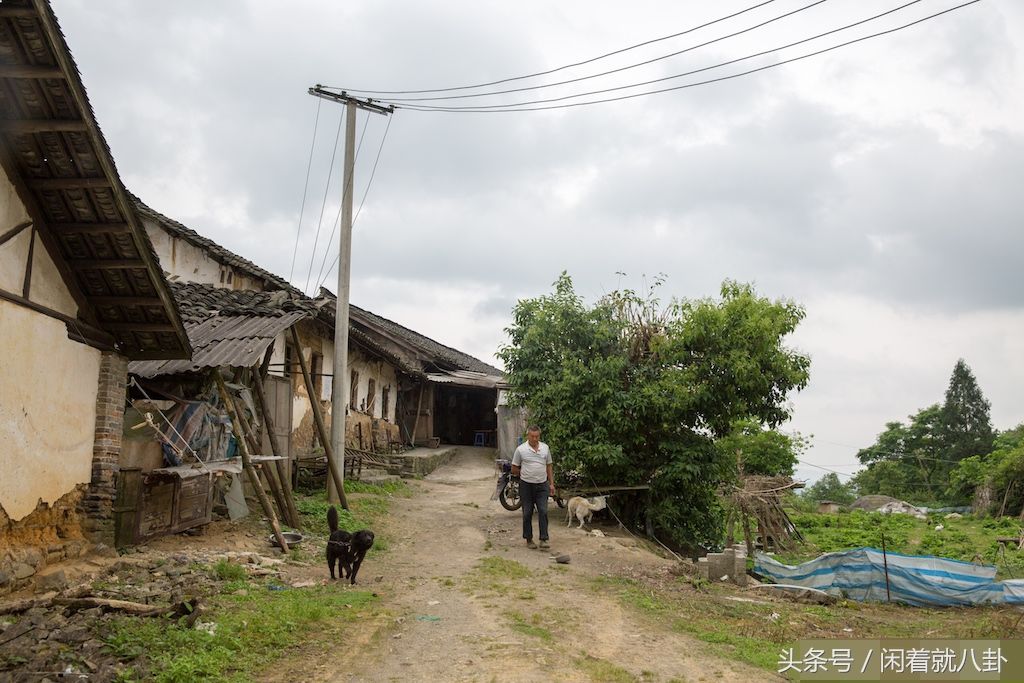 国营茶场废弃后，老人带2条狗住百套危房，坐悬崖边对着县城发呆