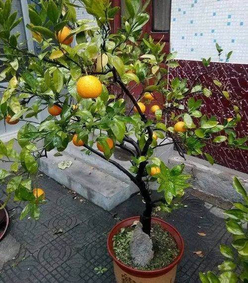  「喜欢」10种最受欢迎的年宵花，你最喜欢哪一种？