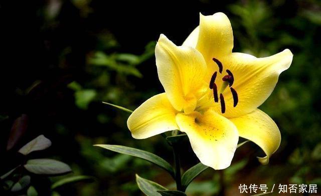  家里|3种花适合新手，养护非常简单，家里养一盆，四季开花不断