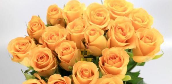 『快乐』秋天养花,就养“玫瑰精品”假日公主,开花金闪闪,寓意快乐美