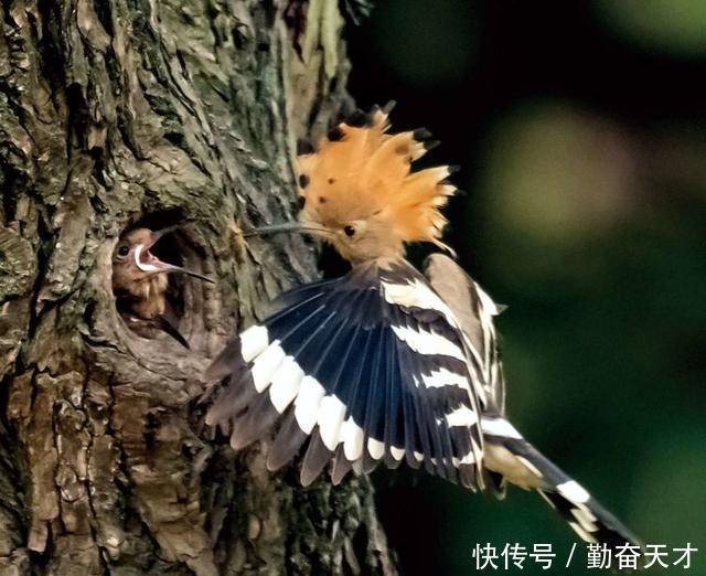 鸟类摄影:戴胜育子图