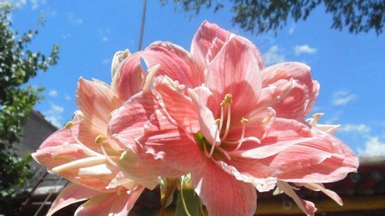  『小花』喜欢在家养殖花卉，就选这几朵小花，花色柔美靓丽，四季繁花似锦