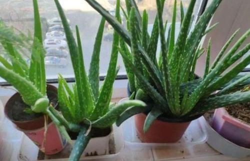  不妨■阳台养花，不妨养这3款植物，杀菌净化空气，堪称室内“净化器”
