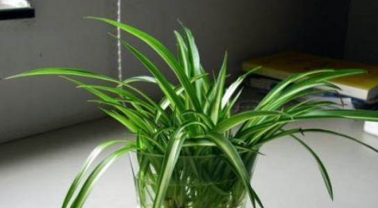  『栽培』难得一见植物“仙人山”开花,大叔讲出栽培秘诀