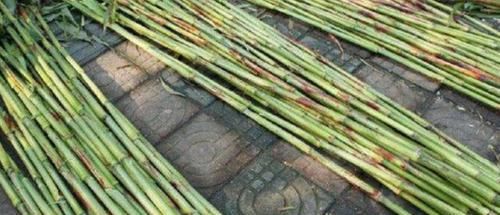  见到|农村大爷种了一亩的“甘蔗”拿到集市上卖，大家见到都抢着