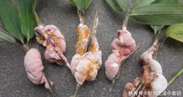  殊不知：它生在竹子上，却因外貌，常被摘掉，殊不知，当前150元