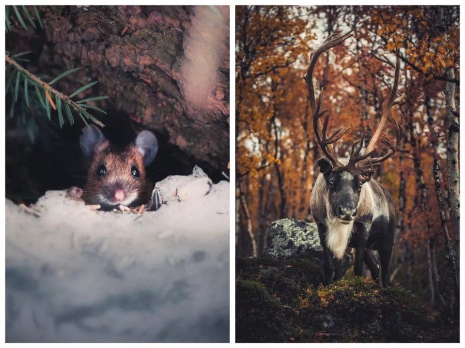 一年有200多天环球旅行，25岁芬兰野生摄影少年，6年ins圈粉120万