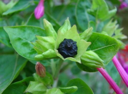  #看起来#农村路边的野花，看起来像小喇叭，曾是农村娃的玩物，