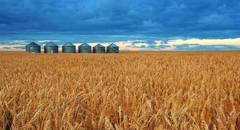 印度粮食产量仅中国一半, 养活10亿人口, 为何还能大量出口