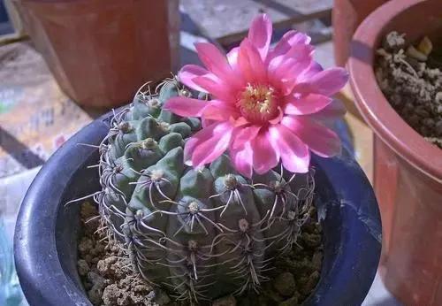  植物|这8种花家养最常见，浇水一定要注意，水一多就烂根