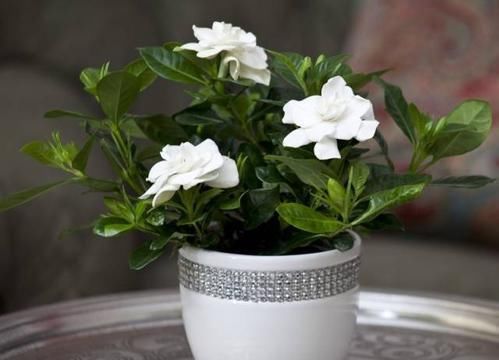  『花谢后』栀子花花谢后，多做一件事，来年花苞满枝头！