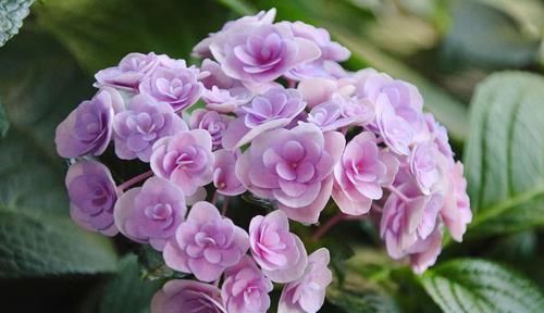  『越冬养护』绣球花的脚芽挤在一团需要掰掉吗？挤挤更健康，芽多来年惊喜不断