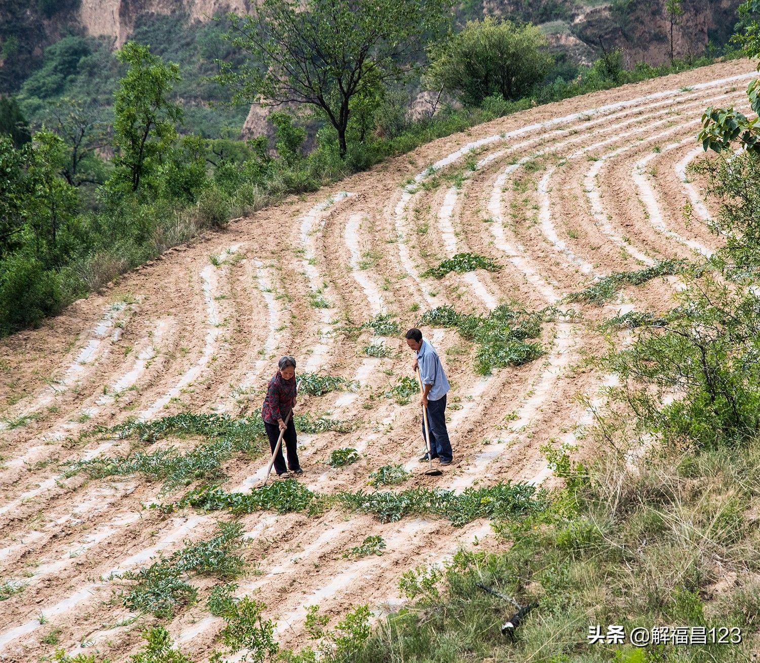 84岁母亲陪伴单身儿子在山里种60亩地，看看他们的生活吧