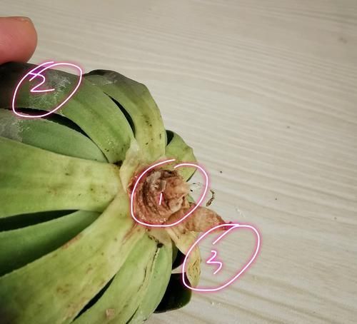  『服盆』多肉玉露上盆一个月烂根黄叶怎么回事？浇水惹的祸，服盆3妙招