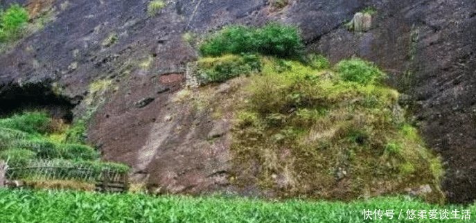 世界最珍贵10棵树 四棵在中国价值无法估量, 1棵是李世民栽种