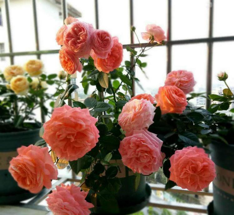 『有型』夏季养花就养3种花,越晒开花越爆盆,要香有香要型有型,美爆了