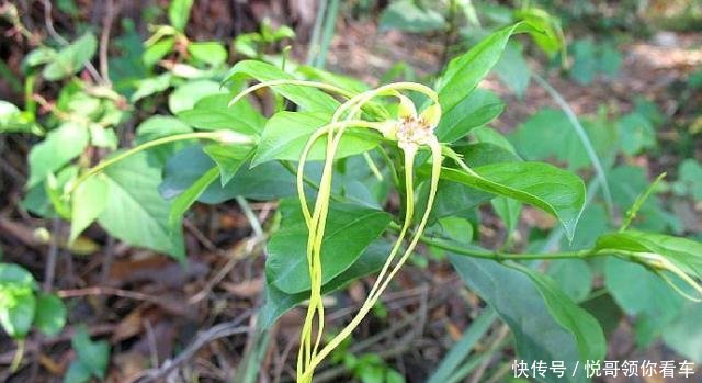  『有大』果实似羊角，外形独特，人称“断肠草”，遇到别去摘，全株有大毒！