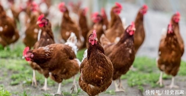  #养殖户#都是搞养殖，为什么有些人宁愿养猪，也不愿意养鸡呢？原因很现实