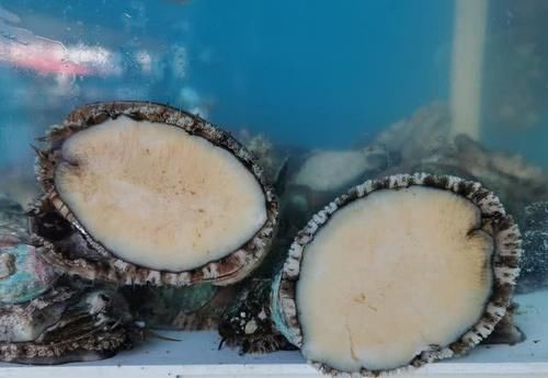 节前东港探海鲜：价格略涨还是便宜，商家说几个节日赚钱平时微利