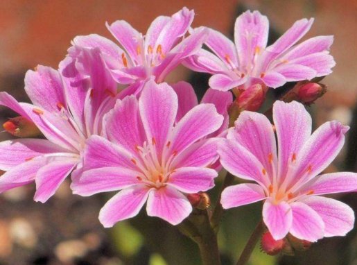  『排水良好』此花美丽鲜艳，漂亮且花期长，小巧玲珑，花叶俱美，花朵艳丽柔美