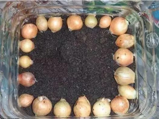  「番茄」春天来了,用塑料瓶种菜,自给自足,每个人都可以学会!